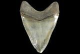 Serrated, Fossil Megalodon Tooth - South Carolina #134273-2